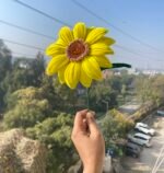 Blooming Sunflower