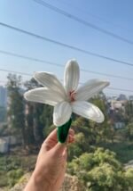 White Swan Lily