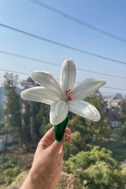 White Swan Lily