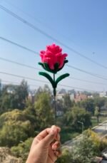 Pink Rose