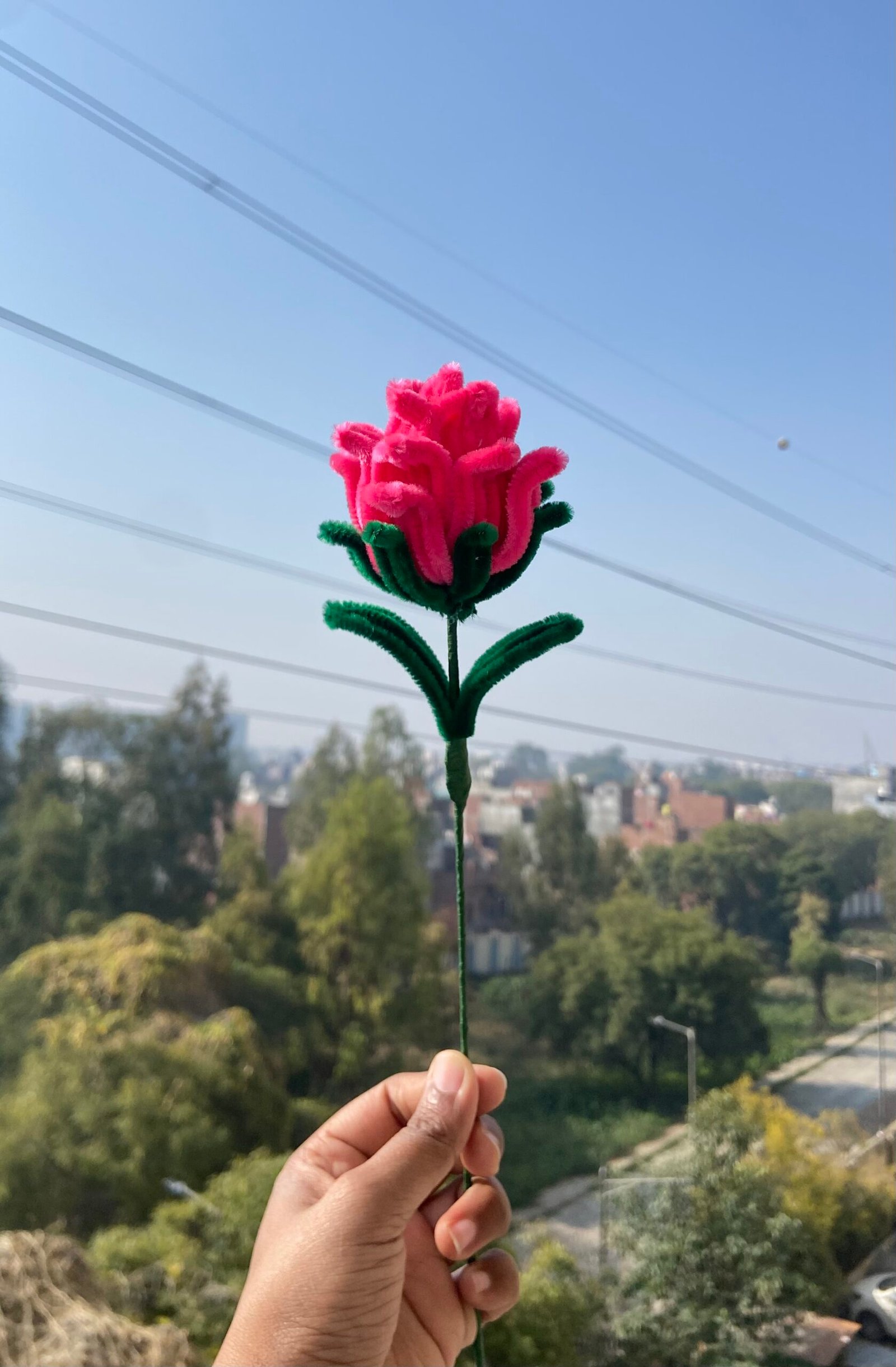 IMG_7085 Pink Rose - Image 1