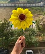 Blooming Sunflower - Image 2