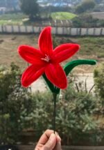 Red Lily Grace