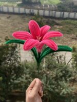 Pink Lily